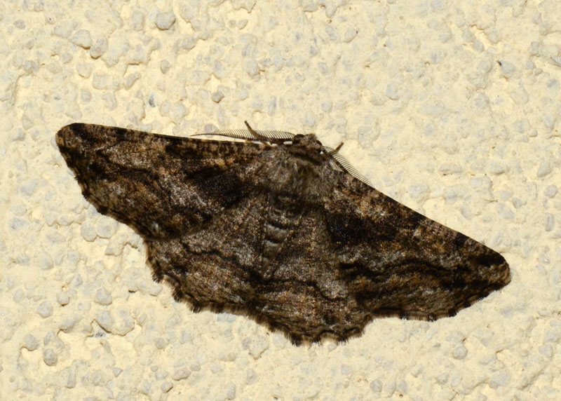 Geometridae Peribatodes sp